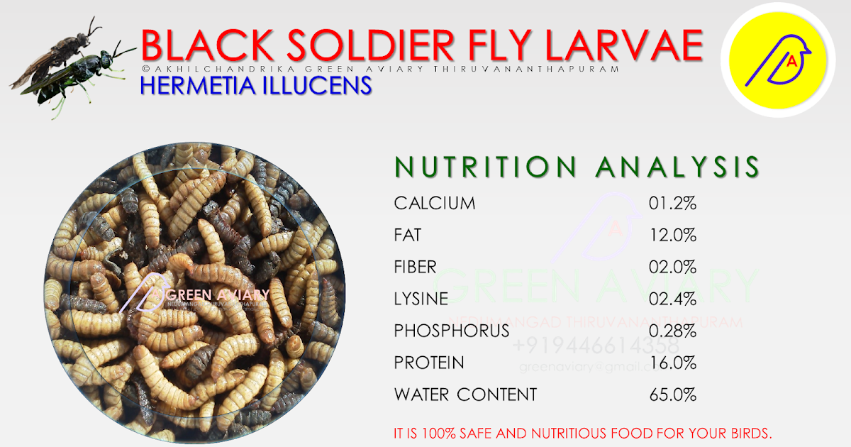 BLACK SOLDIER FLY LARVAE