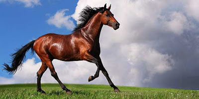 صور حصان