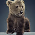 Εντοπίστηκε μικρό αρκουδάκι στη Νεοκαισάρεια Ιωαννίνων Έκκληση από την Αnimal Action Ioannina