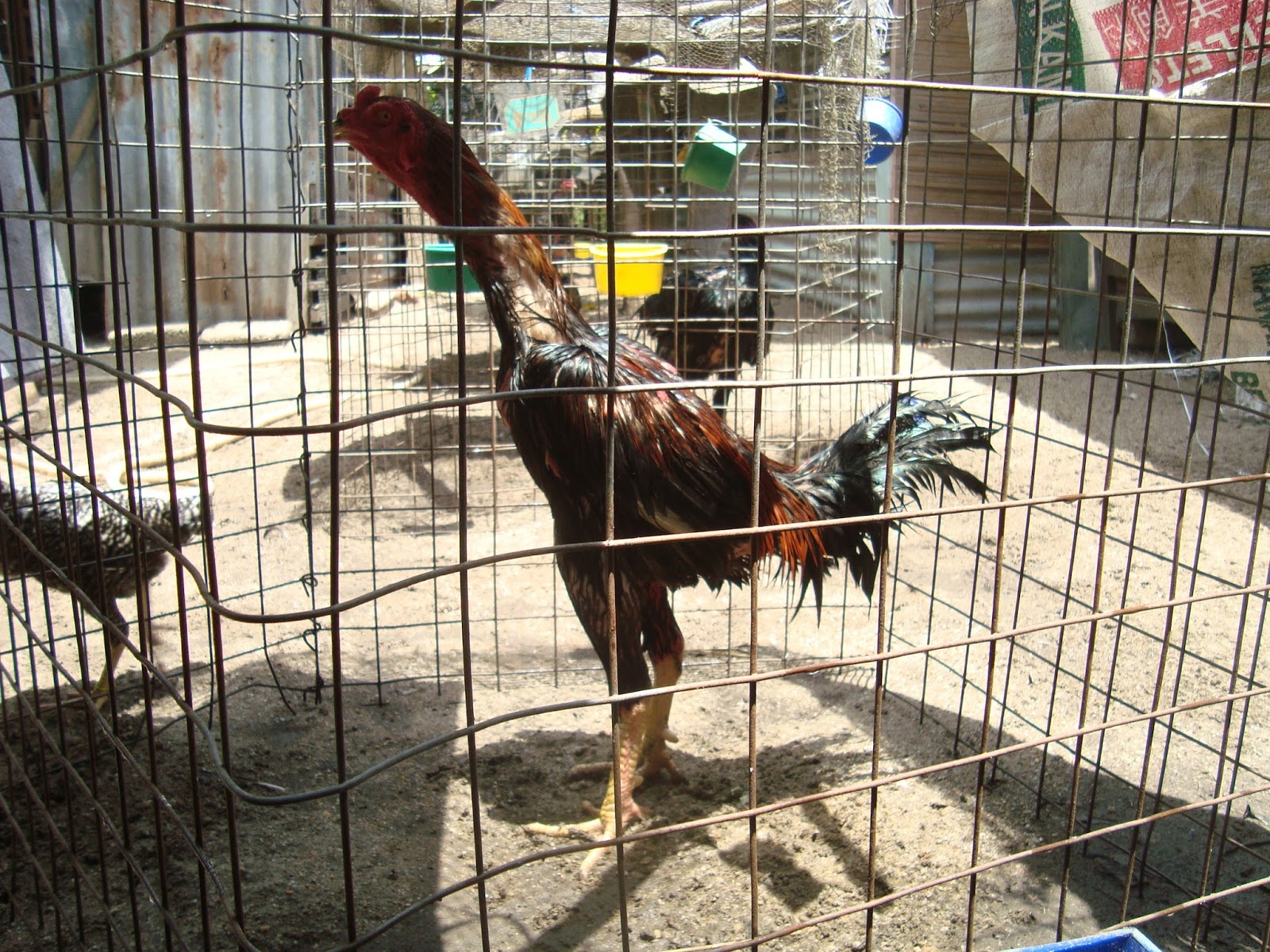 PEMBIAK BAKA AYAM SERAMA DAN AYAM SIAM August 2013