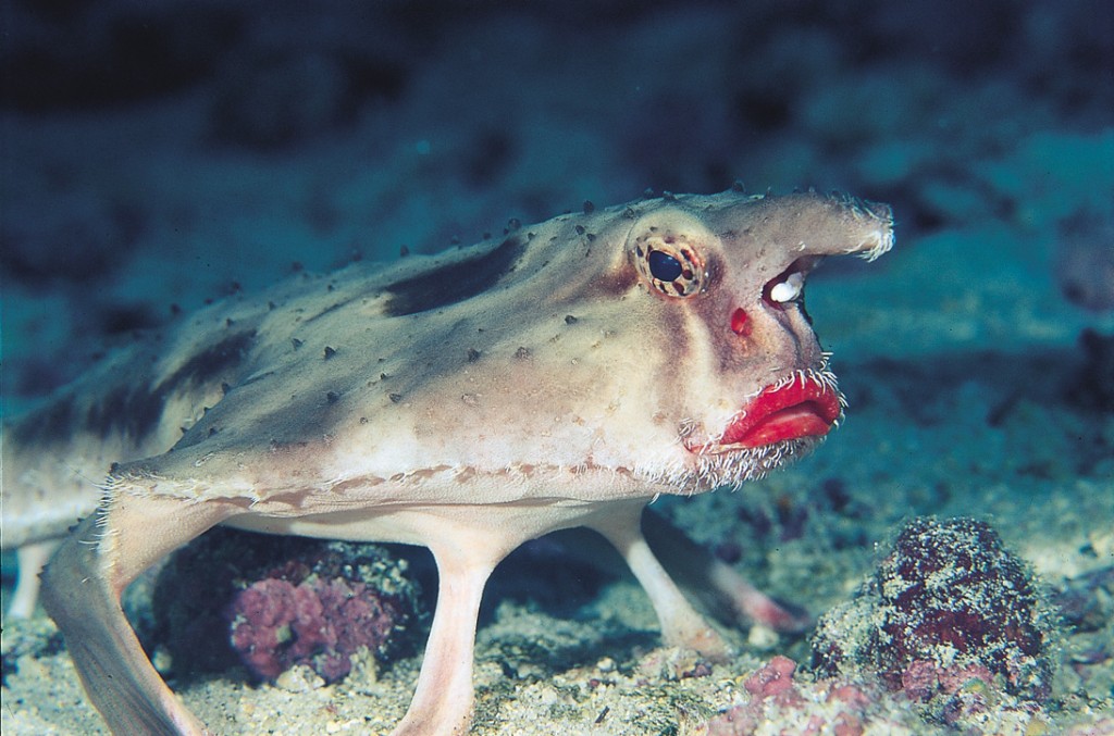 red-lipped_batfish.jpg