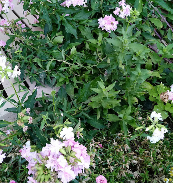 Hojas y flores de la planta del jabón o hierba jabonera