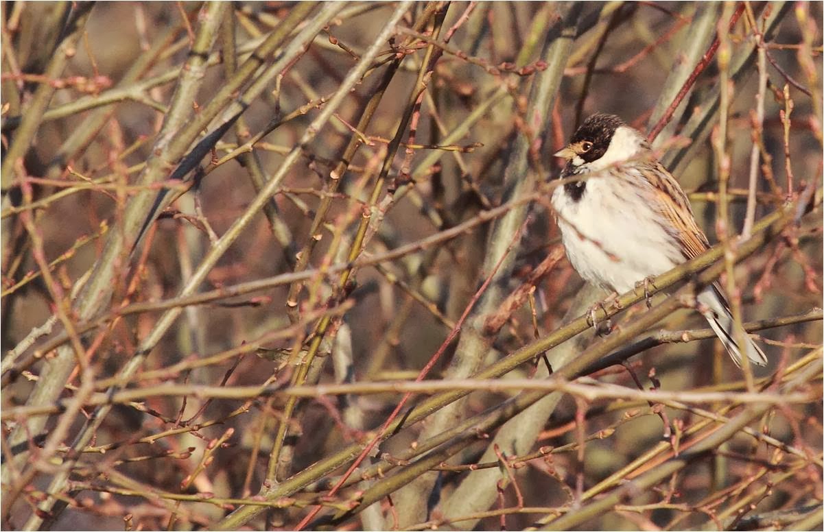 Wanstead Birding January (may contain traces of Leyton Flats and