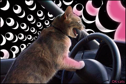 Art Cat GIF • Dramatic cat trying to drive his car in a pink psychedelic space Art Cat GIF • Dramatic cat trying to drive his car in a pink psychedelic space