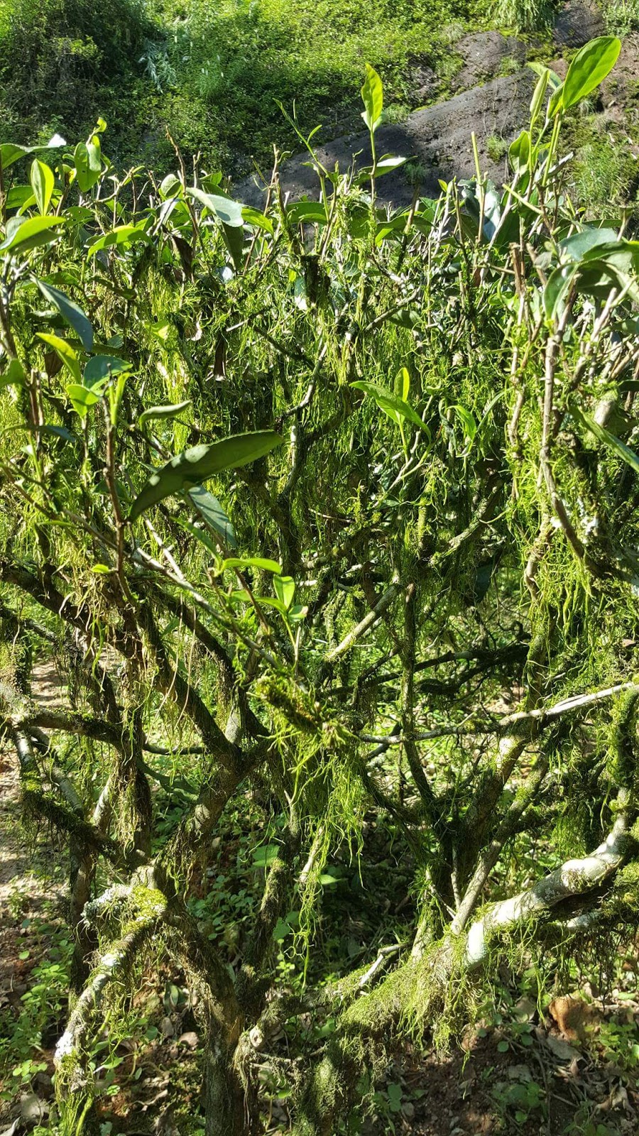 Tea in the ancient world Shi Li Xiang; a Wuyi Yancha cultivar mystery