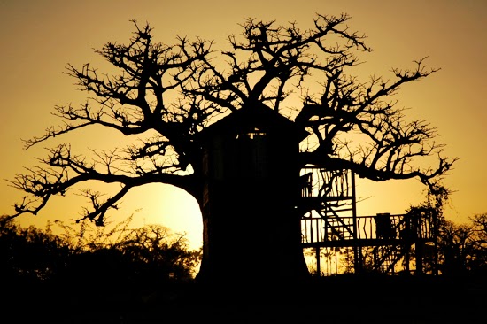 Safari Fusion blog | African treehouses | Baobab tree lodgings at Collines de Niassam Lodge, Senegal