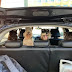 14 Reasons to Take Your Schnauzer with You on a Car Trip