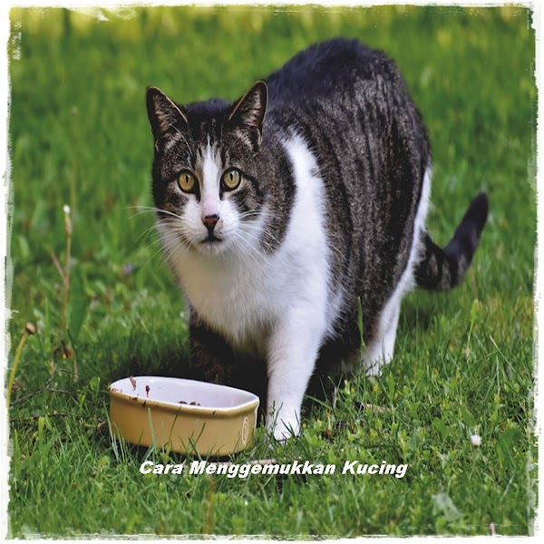 Cara Menggemukkan Kucing Kampung Dengan Makanan Ini Cara Menggemukkan Kucing Kampung Dengan Makanan Ini