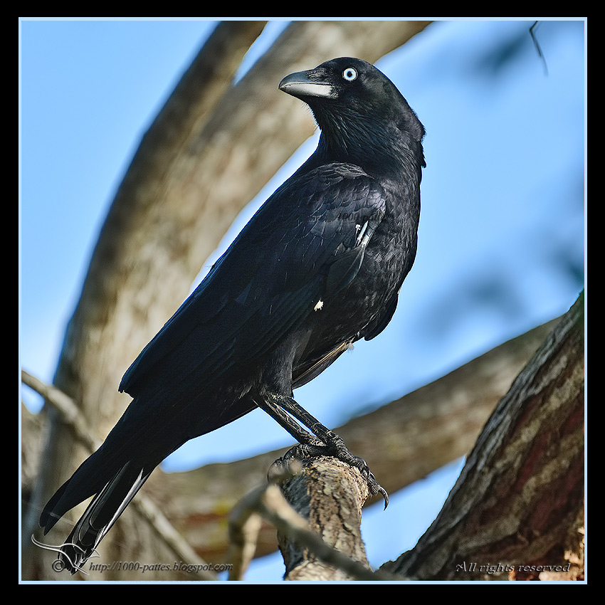 WILDLIFE GATEWAY Corbeau de Torres...