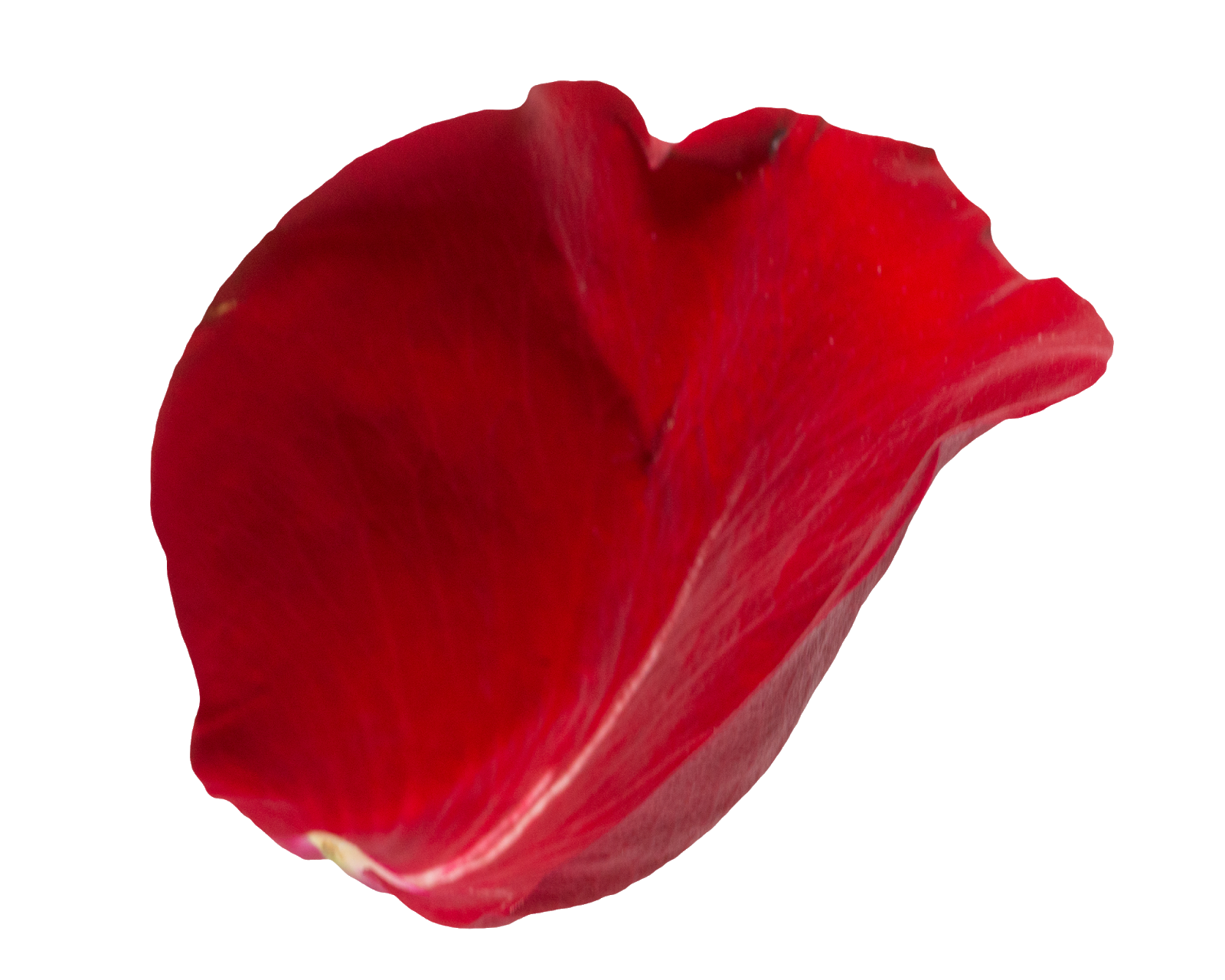 2_Red_Petals