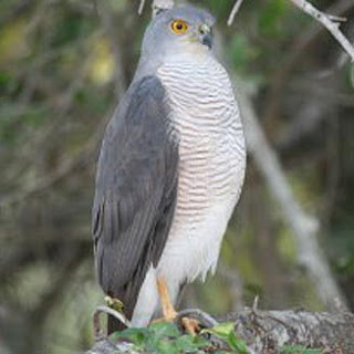 gavilancito chico Accipiter minullus