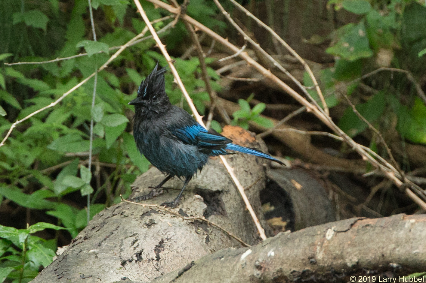 Laurelhurst Blog: All About Stellar Jays