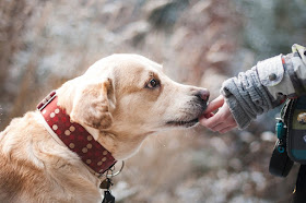 Image: Dog Friendship, by Lenka Novotná