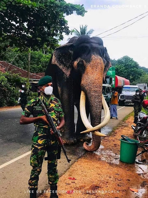 අභිමානයක් වූ - නැදුන්ගමුවේ රාජා ඇතා 🐘🐘🙏 (Nadungamuwe Raja Atha) - Your Choice Way