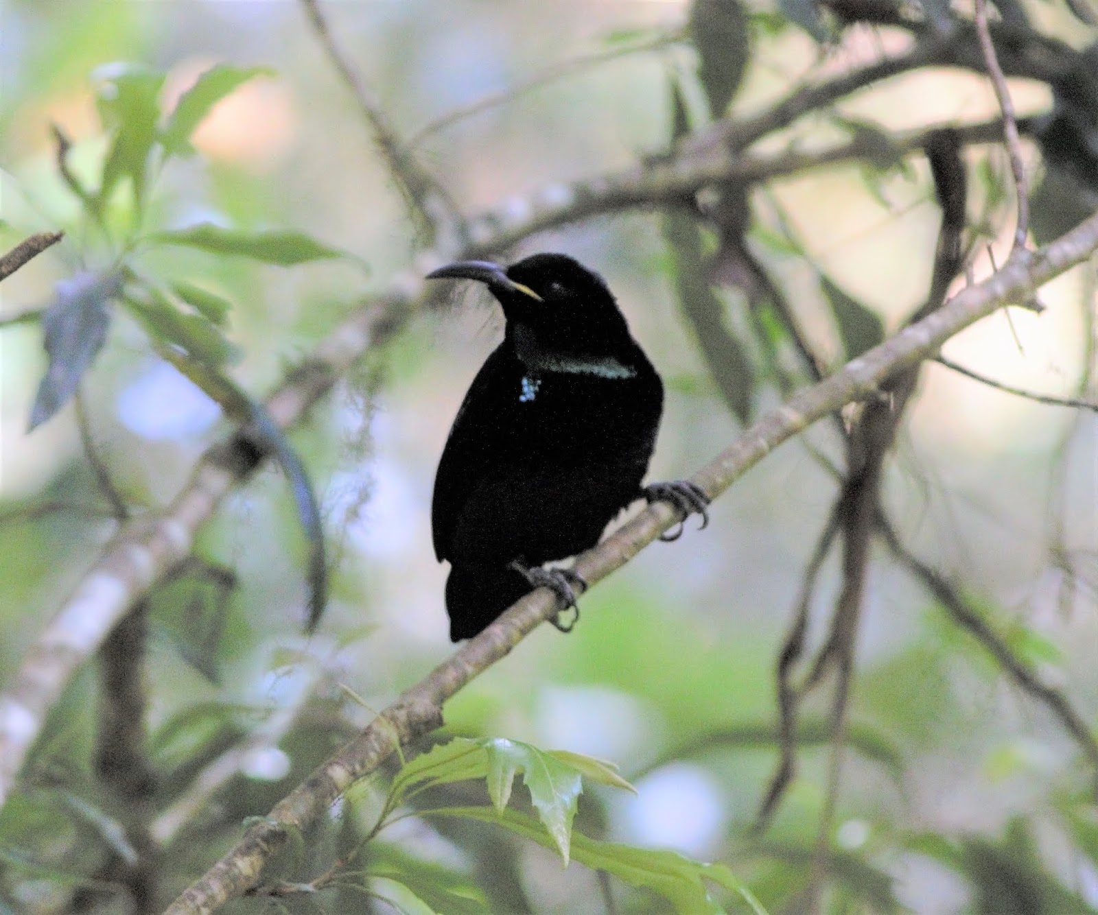 sunshinecoastbirds Rufous Scrubbirds and Border Ranges National Park