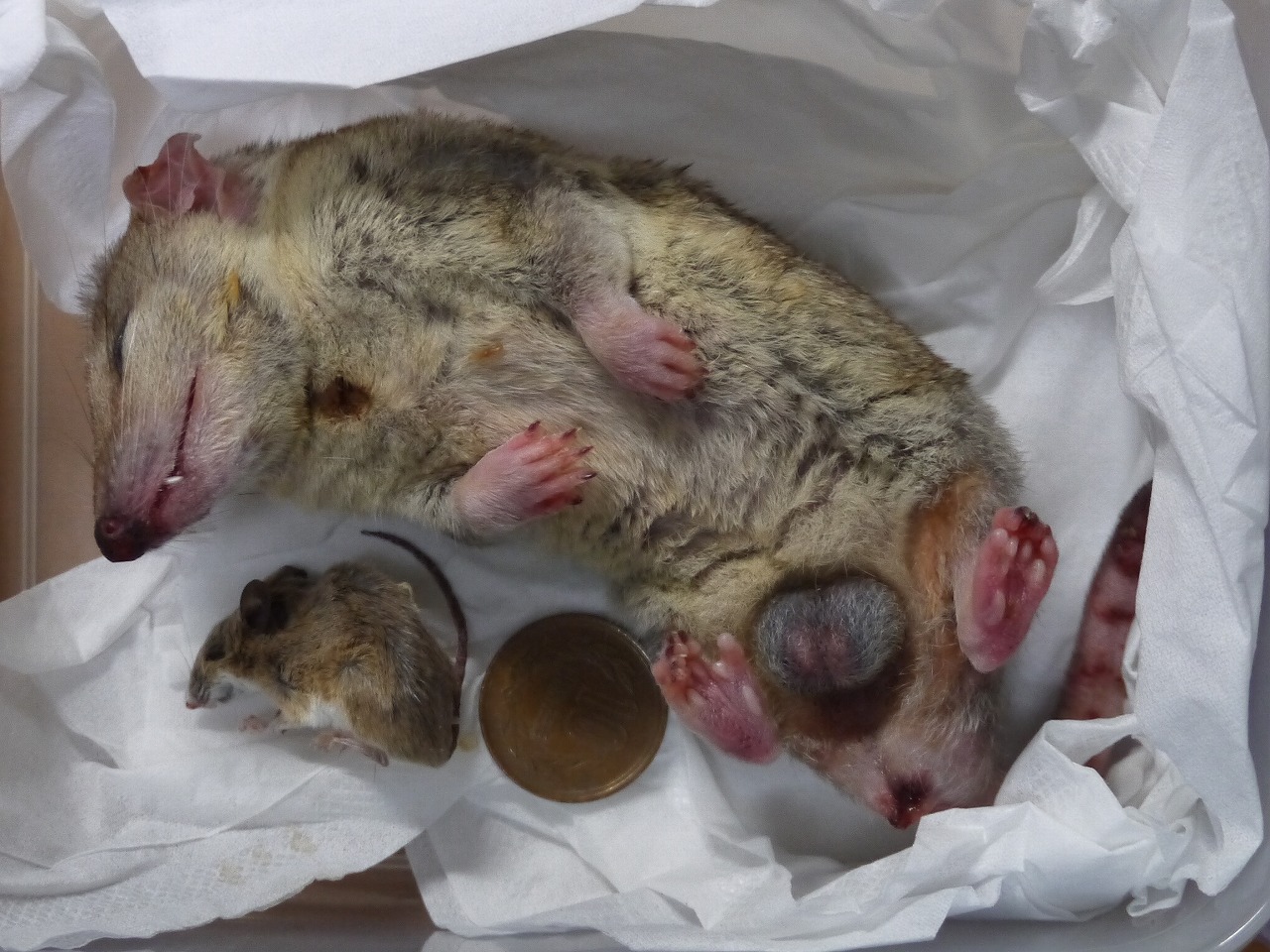 故有事 ピグミーポッサムとアフリカンドワーフマウスが送られてきた Pygmy Possum And African Dwarf Mouse Were Sent