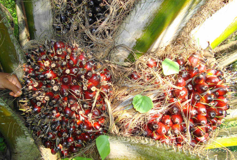 Cara Menghitung Premi Pemanen Berdasarkan Tahun Tanam di Perkebunan Kelapa Sawit Cara Menghitung Premi Pemanen Berdasarkan Tahun Tanam di Perkebunan Kelapa Sawit