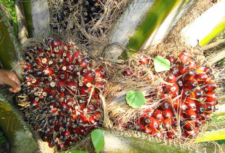 Cara Menghitung Premi Pemanen Berdasarkan Tahun Tanam di Perkebunan Kelapa Sawit Cara Menghitung Premi Pemanen Berdasarkan Tahun Tanam di Perkebunan Kelapa Sawit