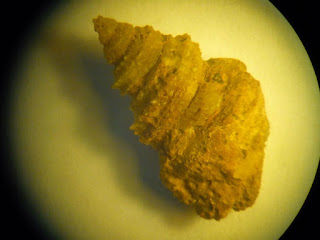 Amberleya fossil