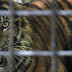 Alih Fungsi Hutan Lindung Memicu Harimau Masuk Pemukiman Warga dan Menyerang Manusia