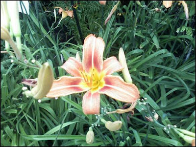 Tiger Lily as Seen at the New York Botanical Garden's  Recreation of Emily Dickinson's Garden