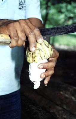 Desgrane de una mazorca de cacao.