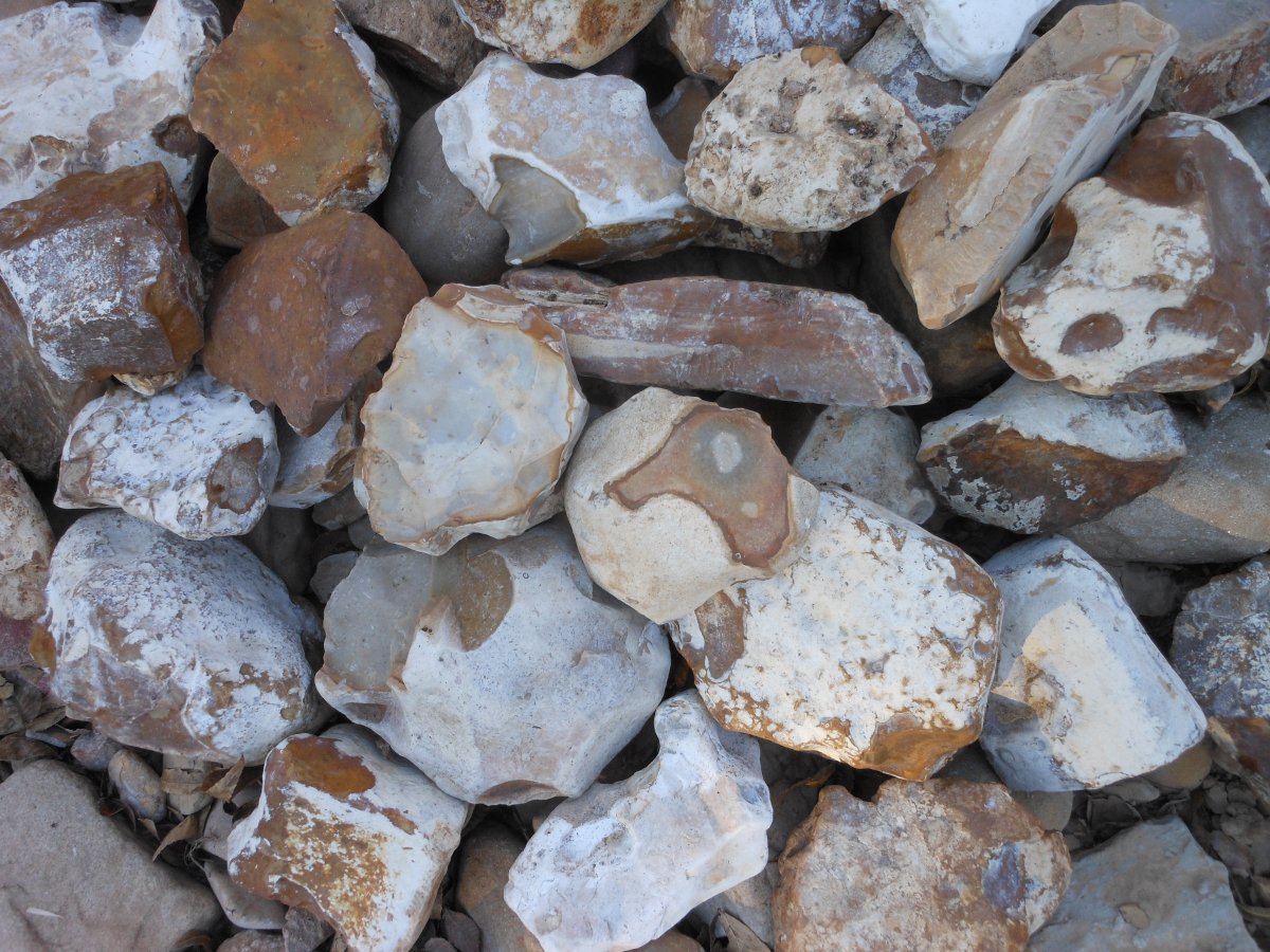 Texas Fossils Petrified wood and flint