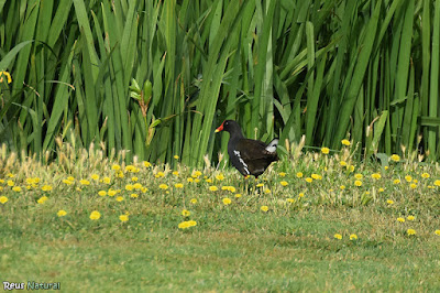 Polla d'aigua (Gallinula chloropus)