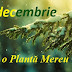 19 decembrie: Ziua Caută o Plantă Mereu Verde