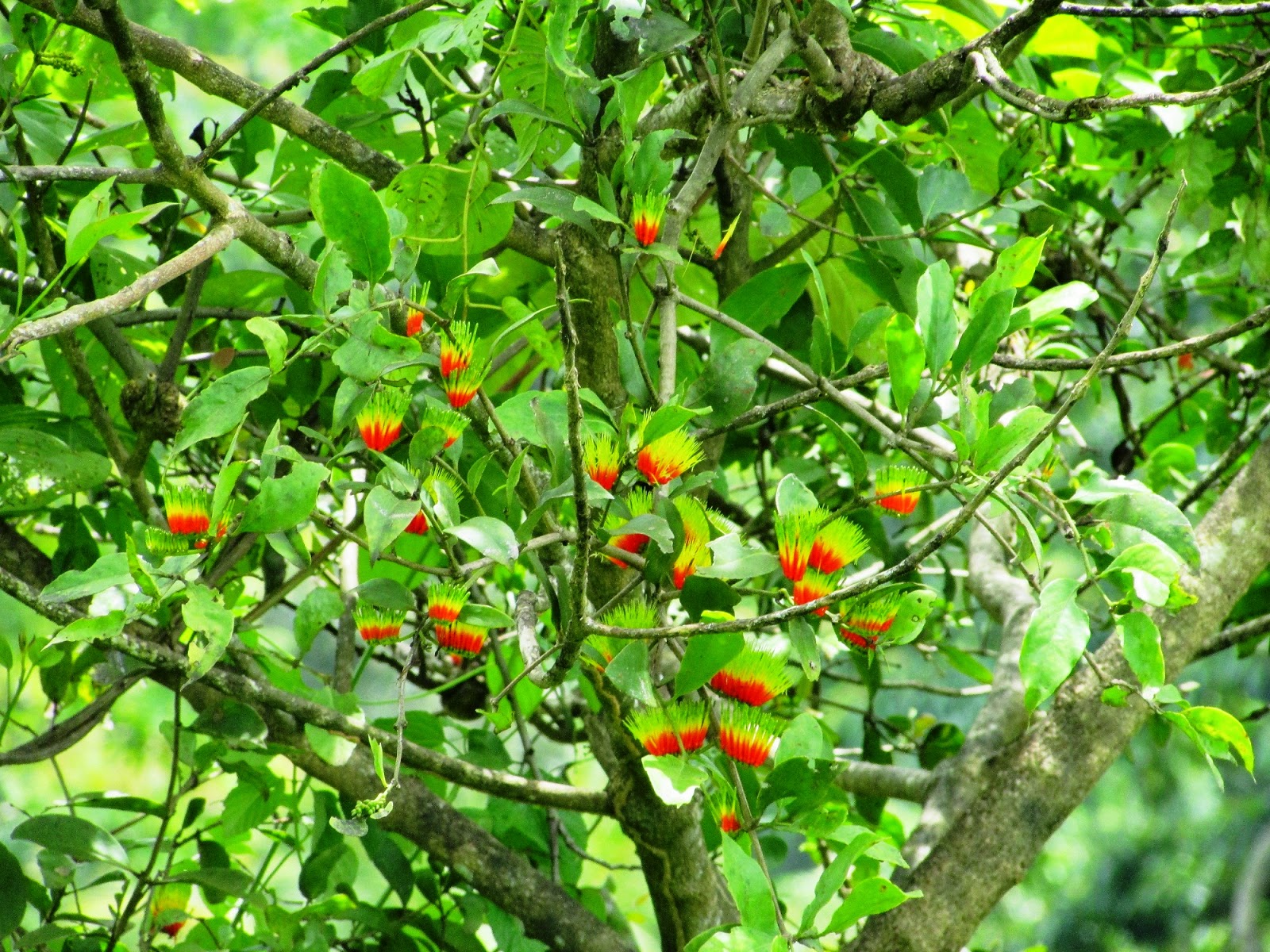 Foto Tumbuhan Benalu dan Inangnya - Foto Lepas