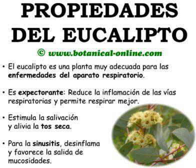 Blog de Plantas: ¿ES BUENO FUMAR HOJAS DE EUCALIPTO PARA Blog de Plantas: ¿ES BUENO FUMAR HOJAS DE EUCALIPTO PARA