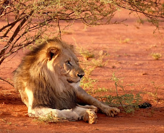 Lion Images Lion Images
