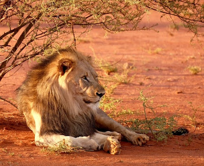 Lion Images Lion Images