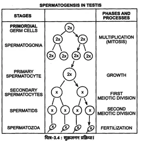 What is spermatogenesis  Briefly describe the process of spermatogenesis.