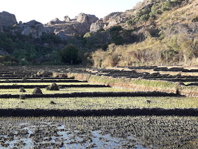 arrozales-en-terraza-en-las-tierras-altas-en-madagascar-con-enlacima