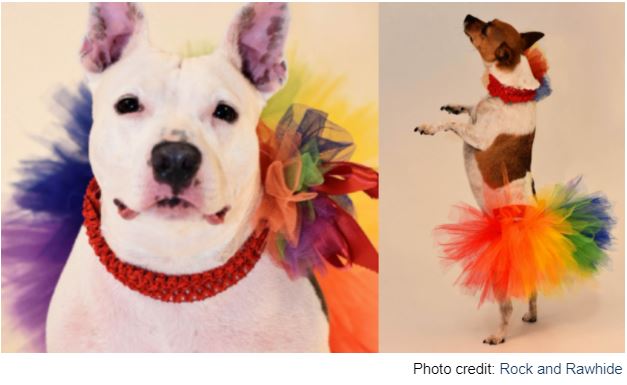 Puppy Pride: Celebrate LGBTQ+ Pride Month With These Dog Accessories