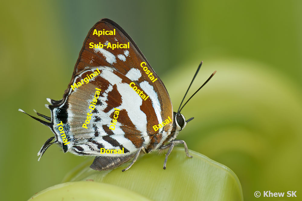 Butterflies of Singapore Butterfly Anatomy Part 3