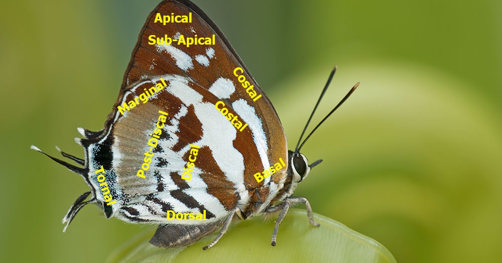 Butterflies of Singapore Butterfly Anatomy Part 3