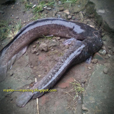 Rahasia Umpan Lele Kolam Dan Lele liar Terbukti Ampuh juga Jitu