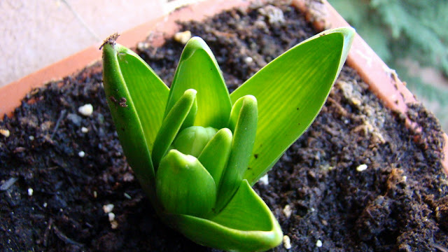 Hyacinthus spp. (Jacinto)