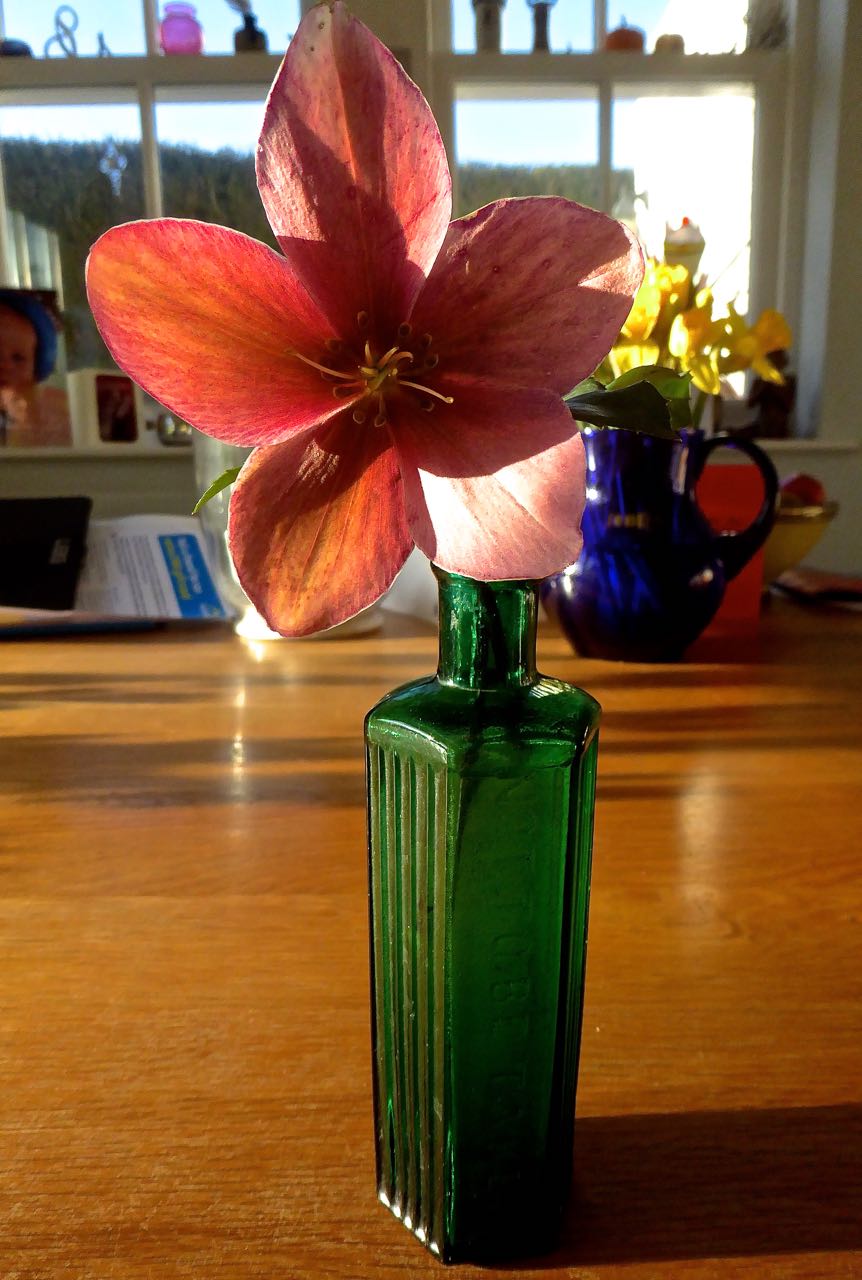 A single bloom in my vase on Monday