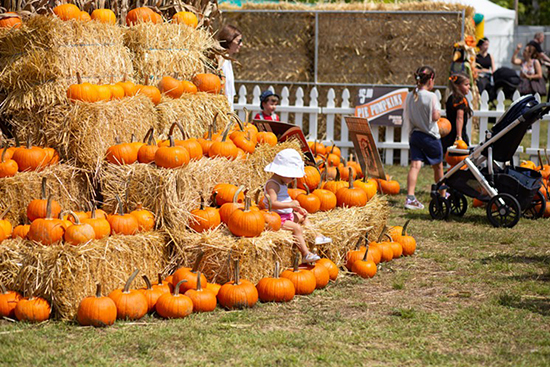 pumpkin-flavor aficionados will revel in all that is Fall when the Coconut ...