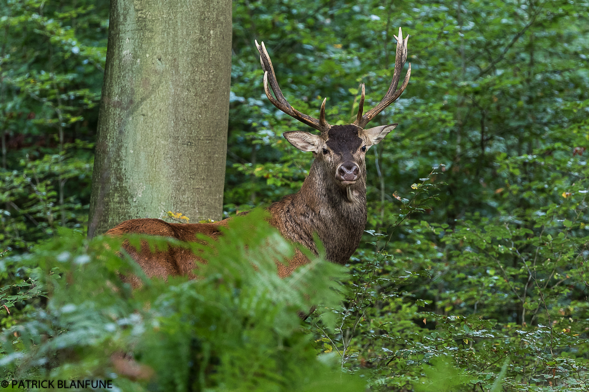 AU RYTHME DES SAISONS Brame début Octobre