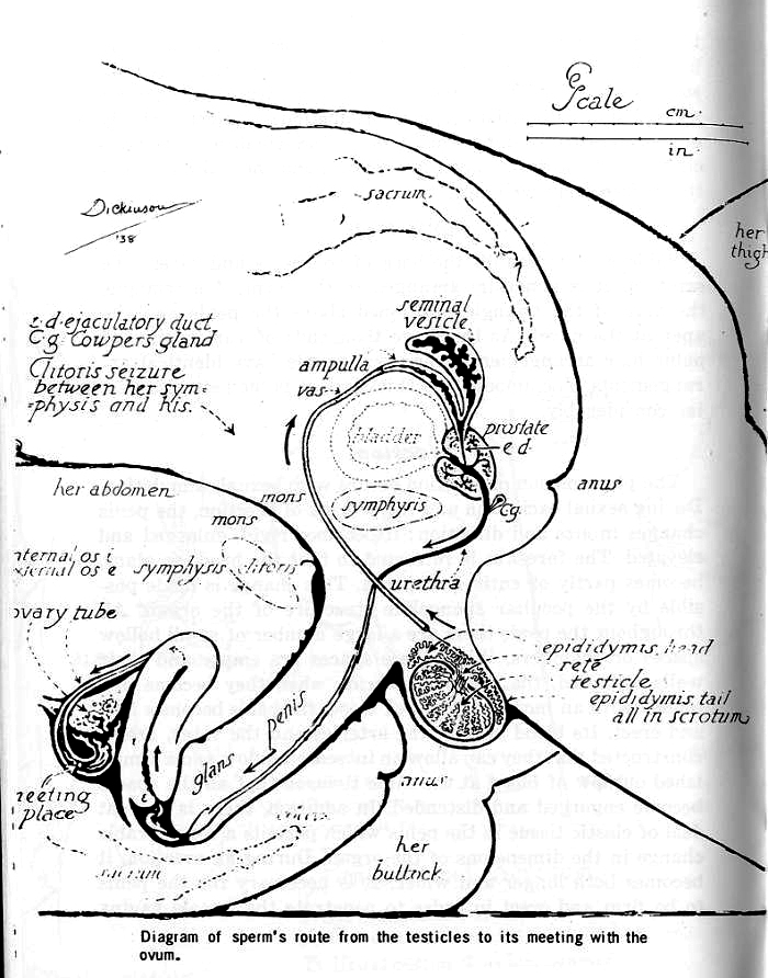 Anatomy Of Sexual Intercourse