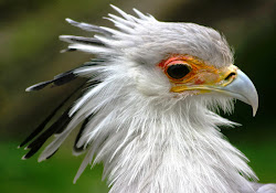 secretary bird birds facts african prey feathers секретарь pretty things pet