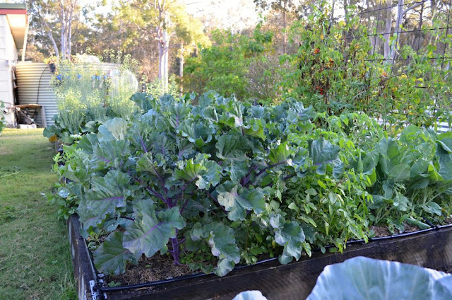 Brukale%2Bgrowing%2Bin%2Bvegetable%2Bpat