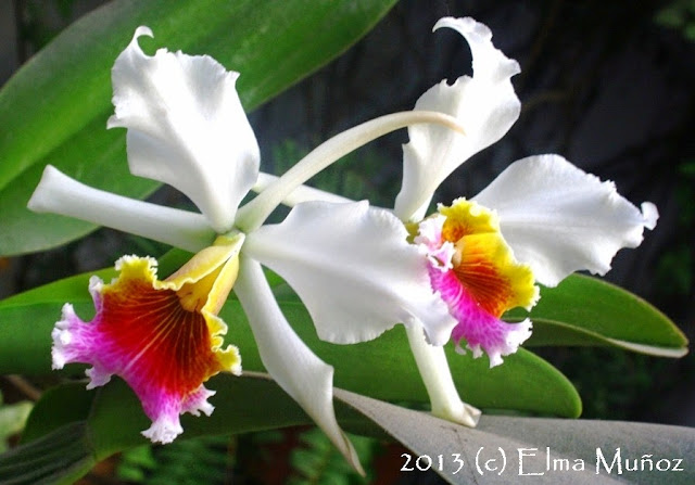 Orquidea Cattleya rex. 