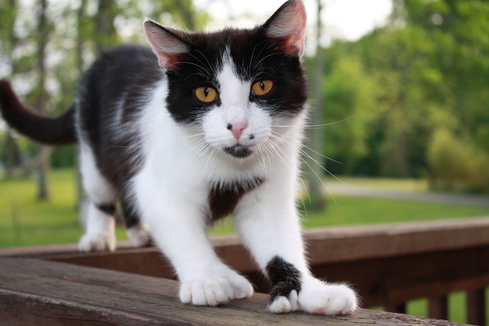 Just For ME!! Star, Our Polydactyl Cat