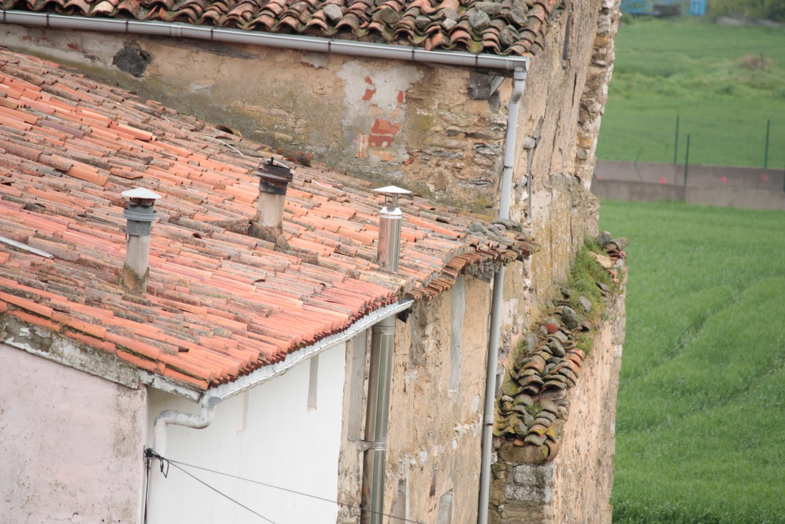 Pajareando Otra vez las gorrionas de Fresno de Río Tirón (Burgos