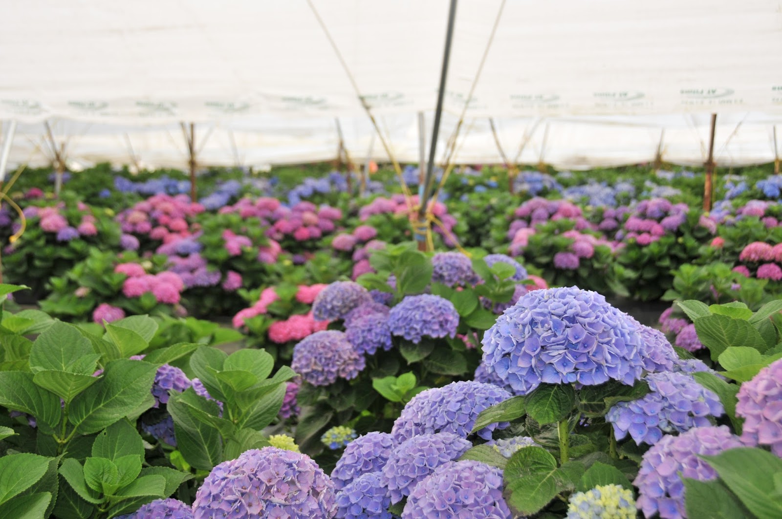 From The Garden Of Zen Ajisai Hydrangea Flowers Kencho Ji